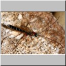 Perithous cf scurra - Schlupfwespe m01a 14mm.jpg